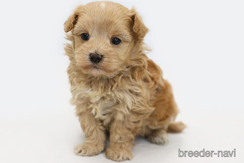 成約済の神奈川県のマルプー:マルチーズ×トイプードル-305802の5枚目